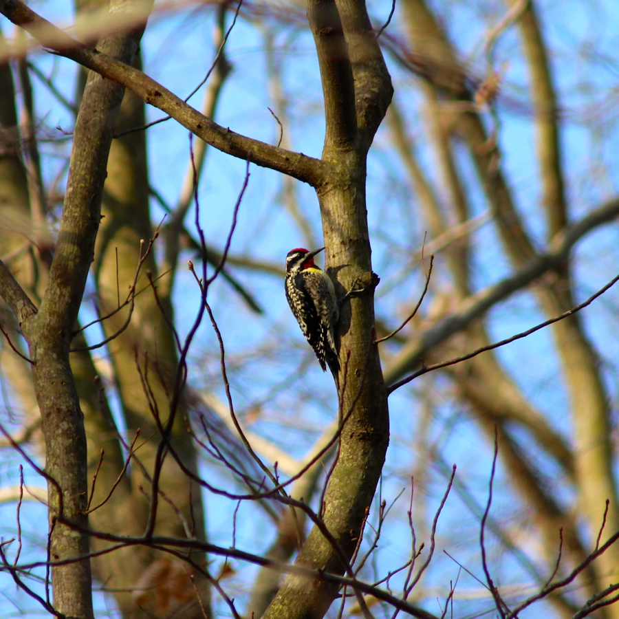 Yellow-belliedSapsucker