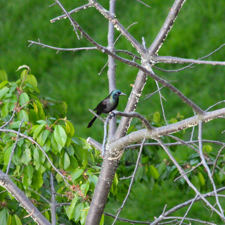 CommonGrackle