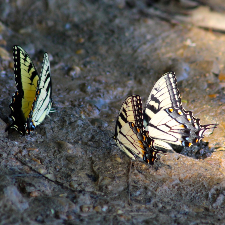 butterflies