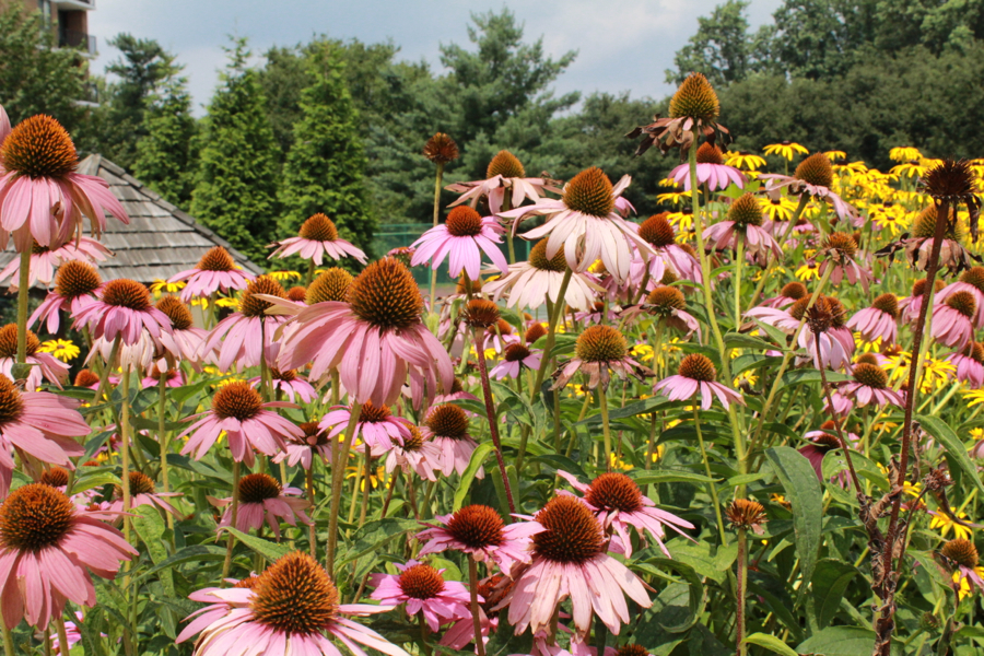 echinacea