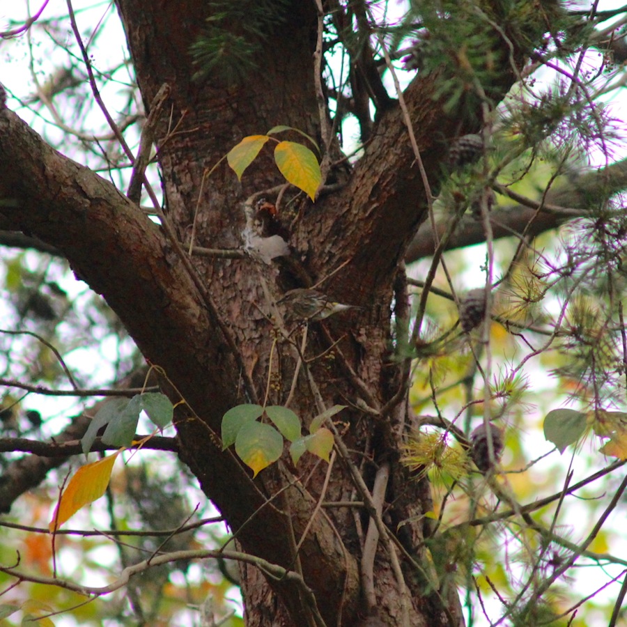 Yellow-rumpedWarbler