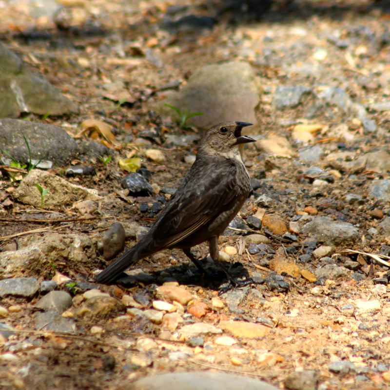 Brown-headedCowbird